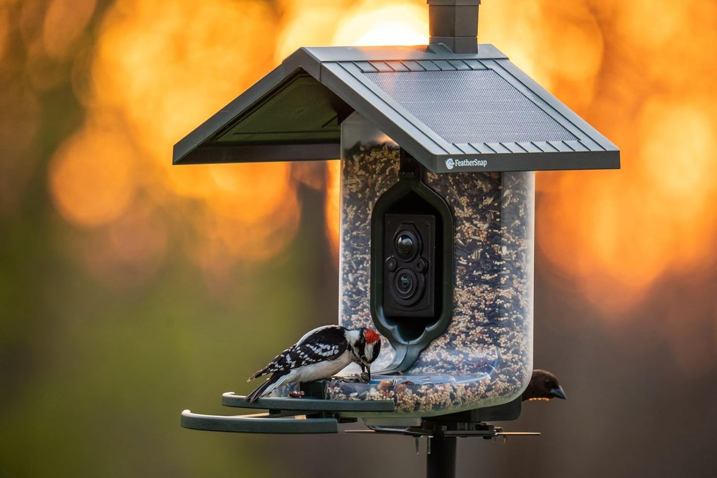 Feathersnap Smart Birdfeeder with AI Identification and Wi-Fi Solar Powered, Captures HD Pictures and Videos Sent Directly to Your Phone (Bird Feeder & Starter Kit)