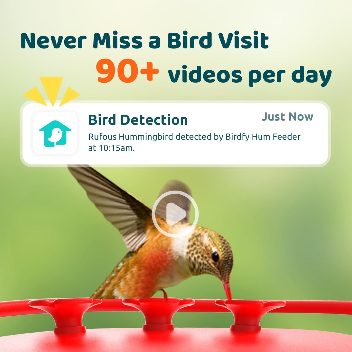 NETVUE by Birdfy Hummingbird Feeder with 2 Cameras Solar Powered - Dual Smart Cams, 2K HD Wireless for 2 Angels Close-up Bird Watching Outdoor, Instant Notifications & Permanent AI Identify (20Oz)