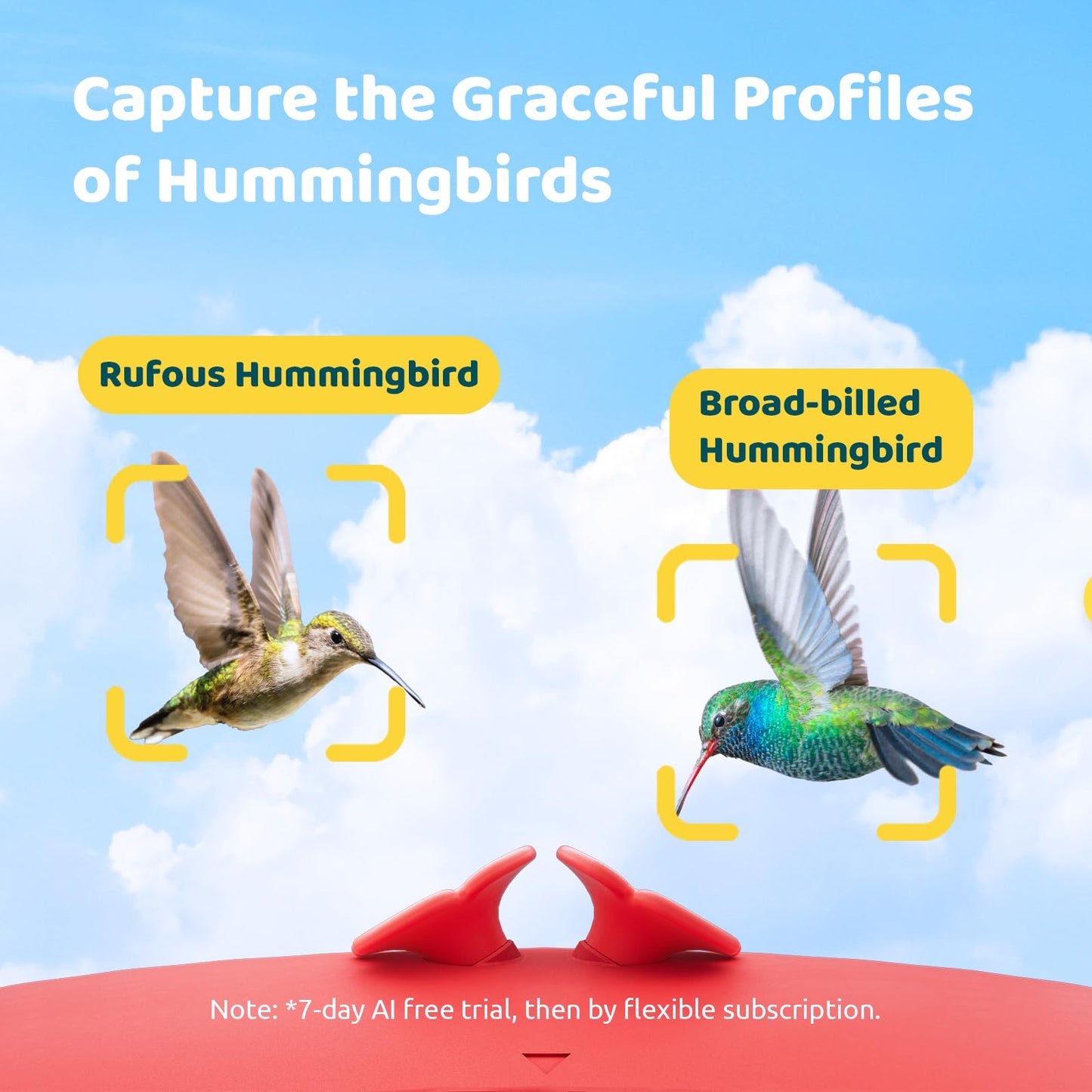 Birdfy Hummingbird Feeder with Camera, Smart Bird Feeder for Garden & Outdoors for Record, Ideal for Hummingbird Watching, SE Lite